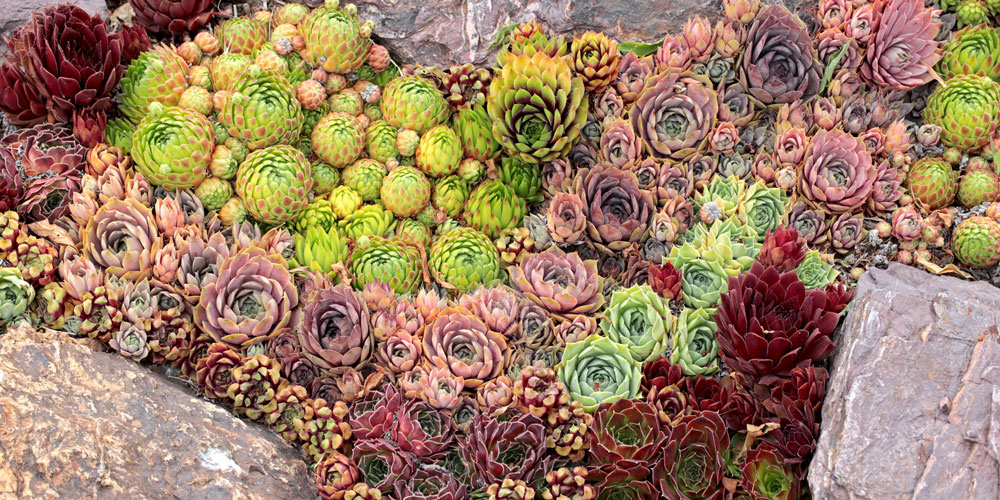 Best 7 plants for a small rock garden on a budget
